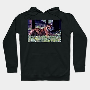 Tiger #2 - London Zoo Hoodie